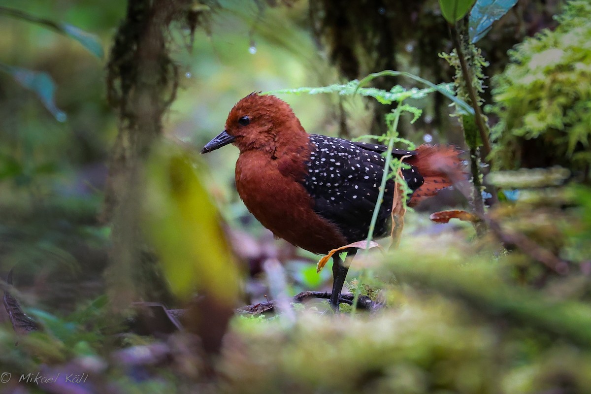 Chestnut Forest Rail - ML520694151