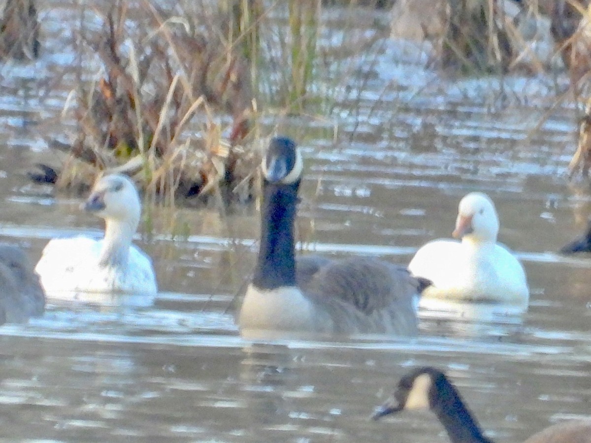 Snow Goose - ML520696271