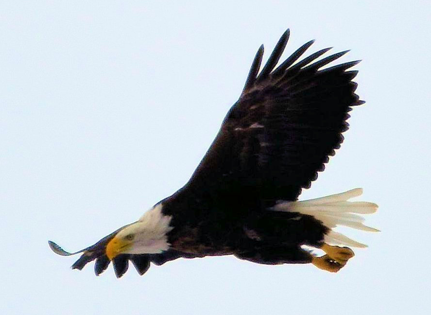 Bald Eagle - ML520697641