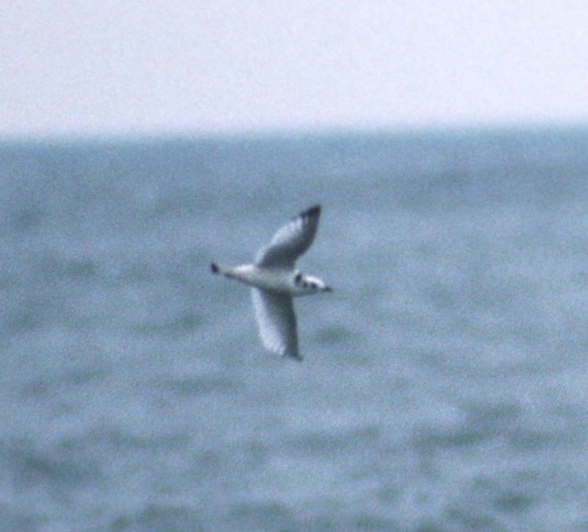 Mouette tridactyle - ML52069841