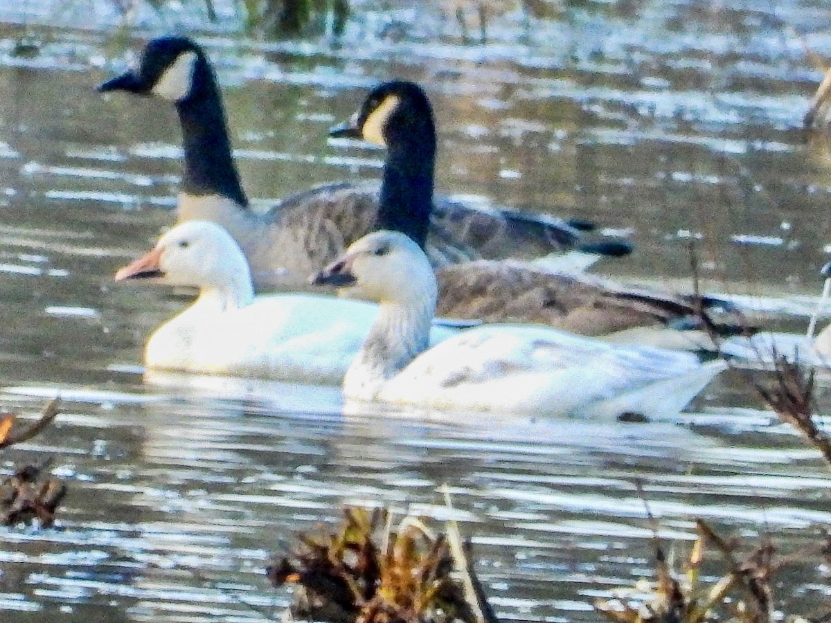 Snow Goose - ML520698661