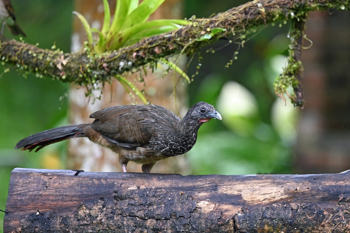 Colombian Chachalaca - Marie O'Neill