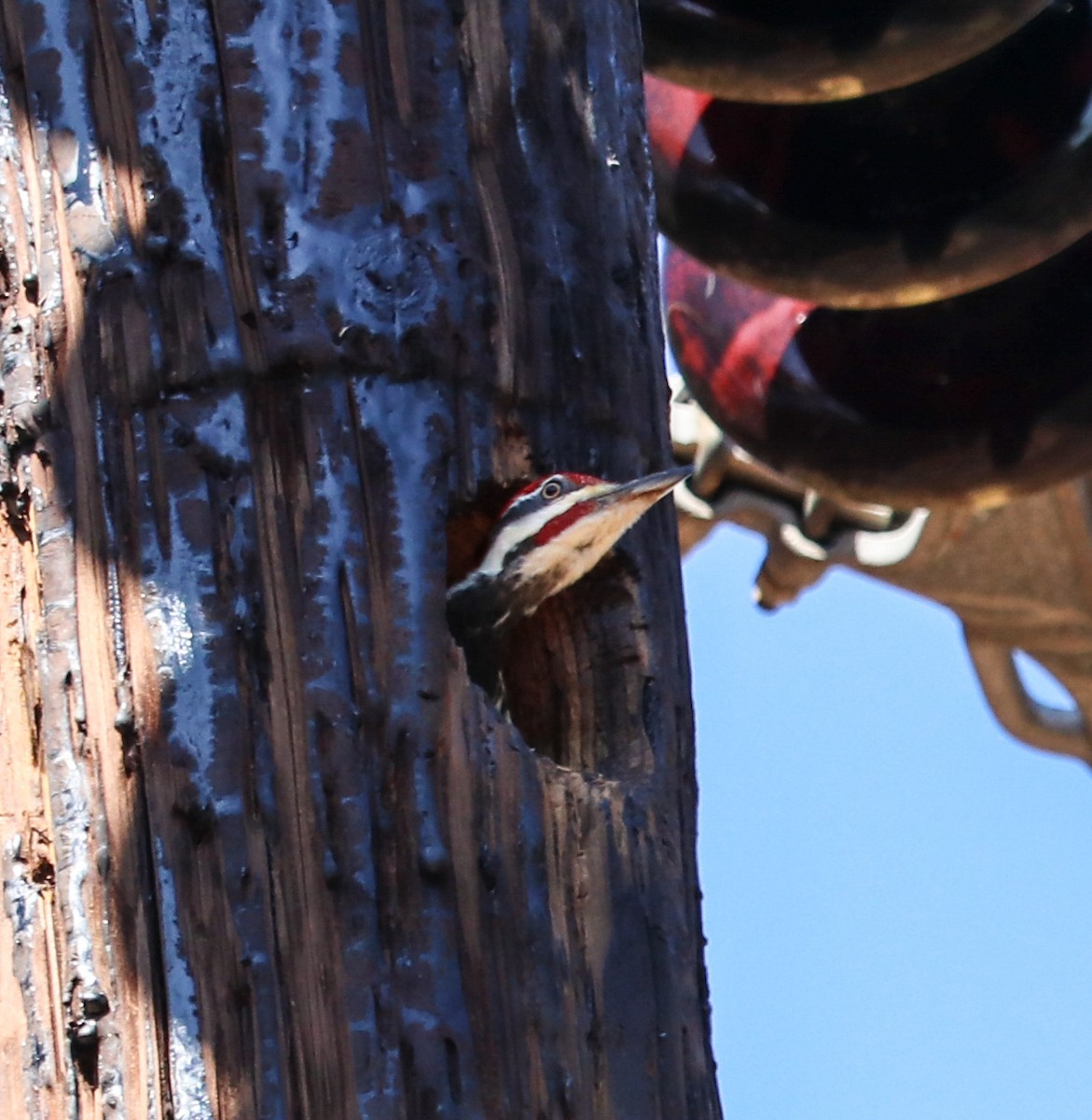 Pileated Woodpecker - ML52070001
