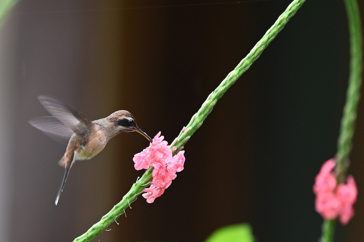 kolibřík proužkohrdlý - ML520700111