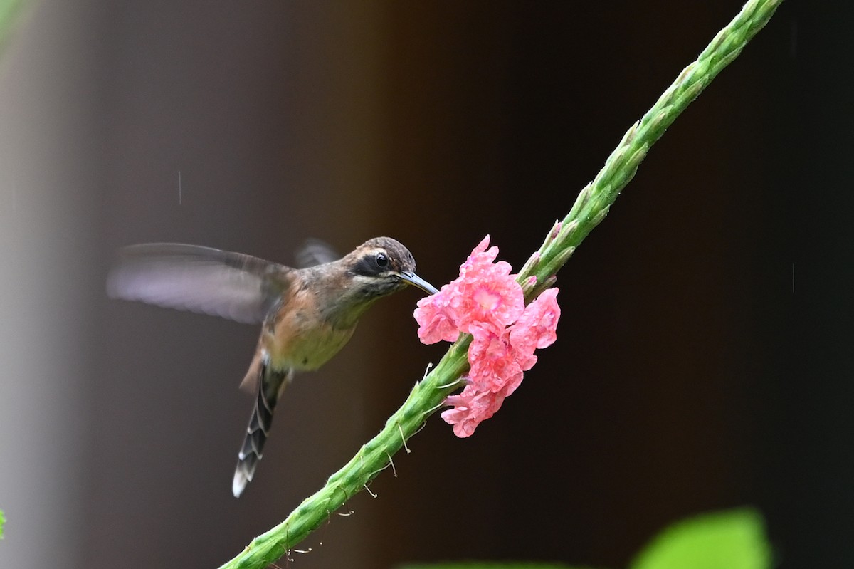 kolibřík proužkohrdlý - ML520700151