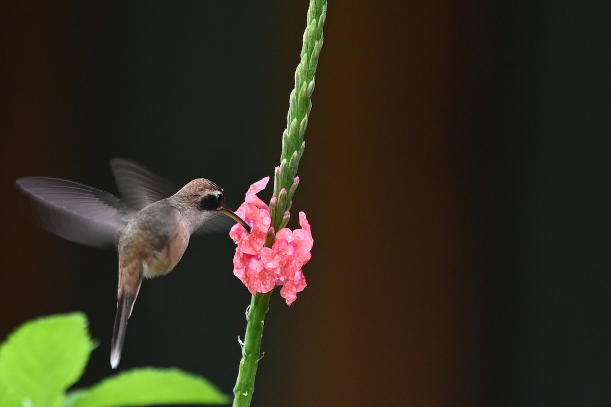 kolibřík proužkohrdlý - ML520700181