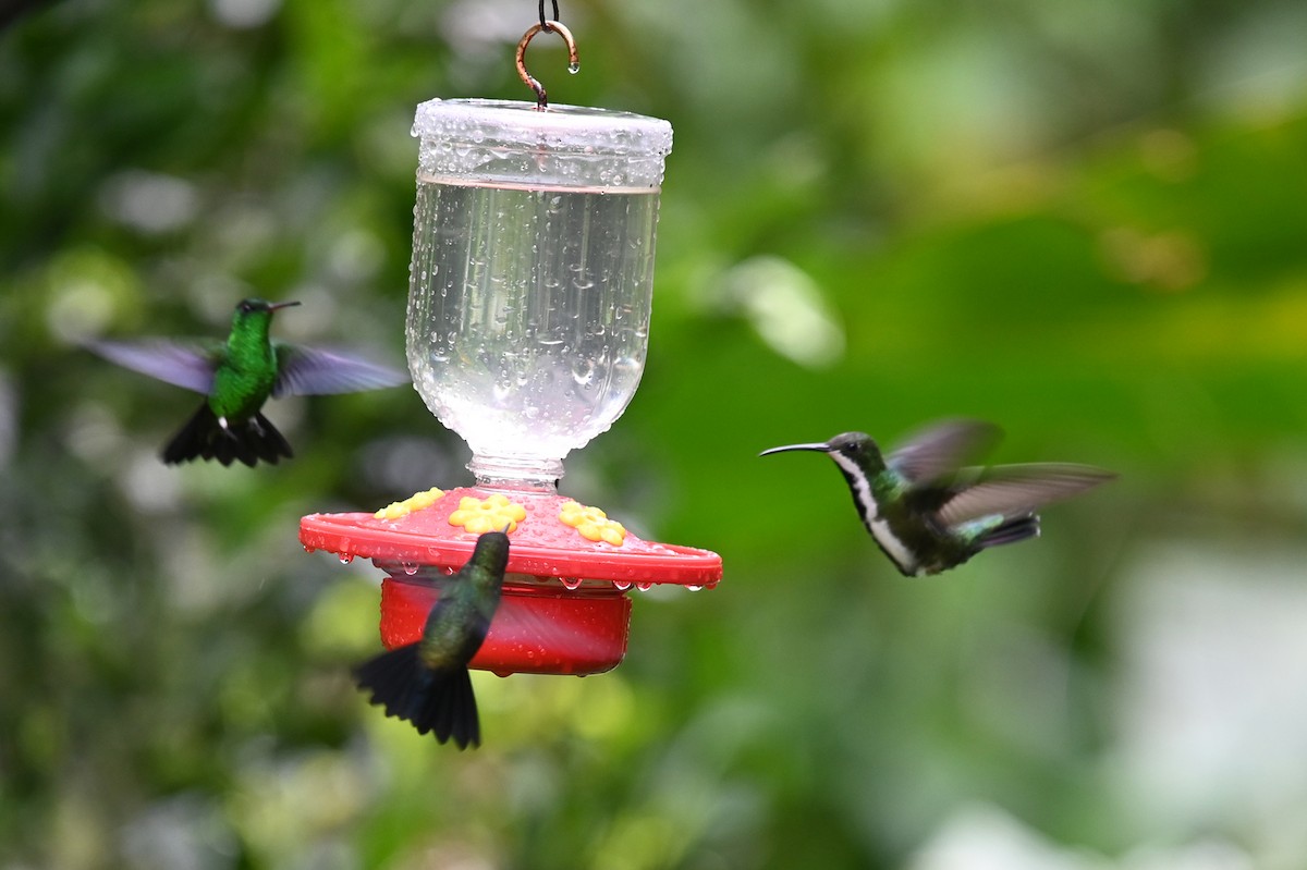 kolibřík tropický - ML520700301