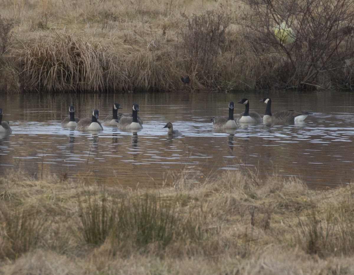 Canvasback - ML520700341