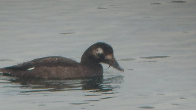 White-winged Scoter - ML520700601
