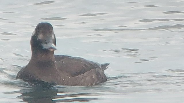 White-winged Scoter - ML520700611