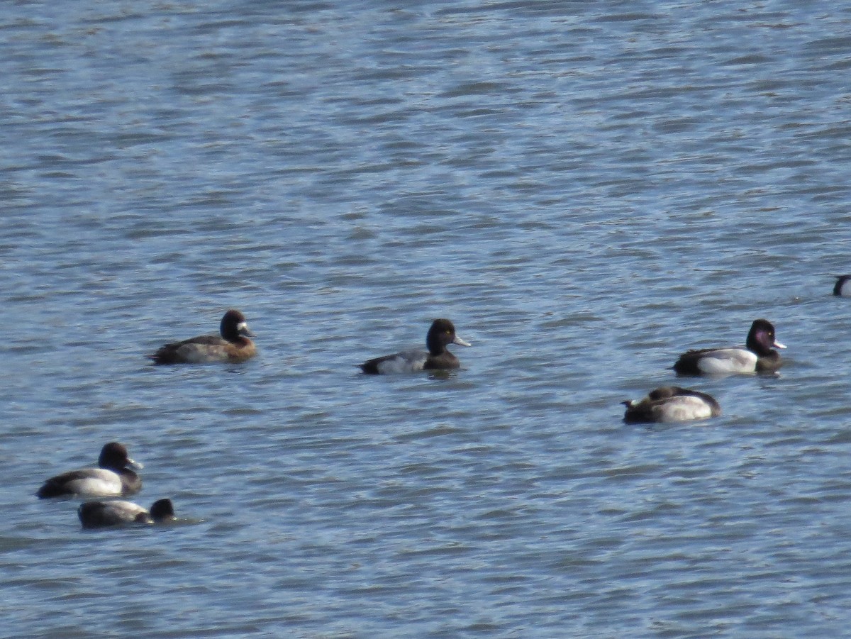 Greater Scaup - ML520700631