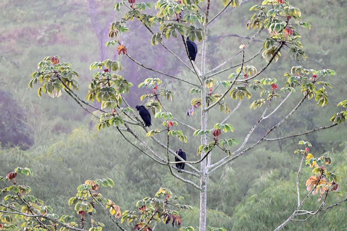 Black Vulture - ML520700831