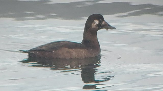 White-winged Scoter - ML520700841