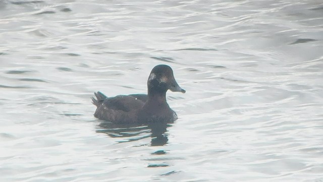 White-winged Scoter - ML520700881