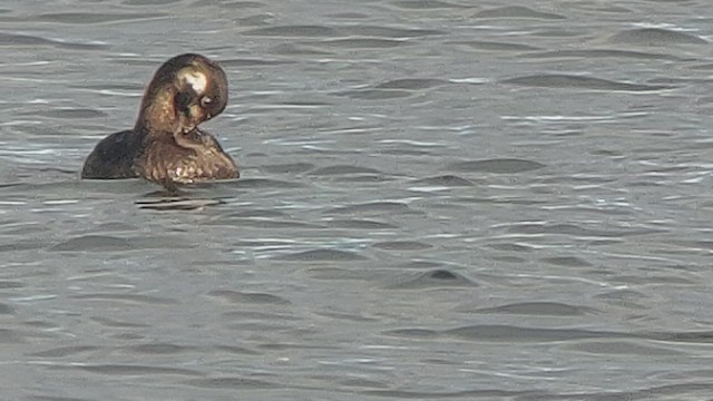 White-winged Scoter - ML520700891