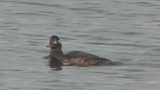 White-winged Scoter - ML520700911