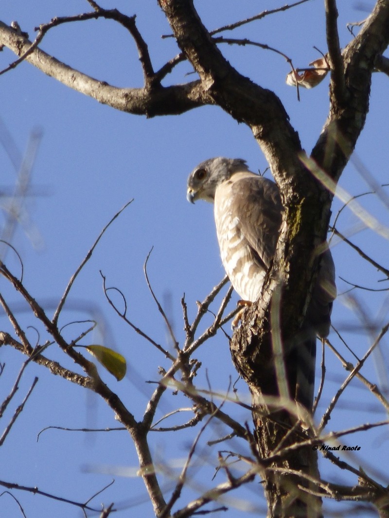 Crested Goshawk - ML52070121