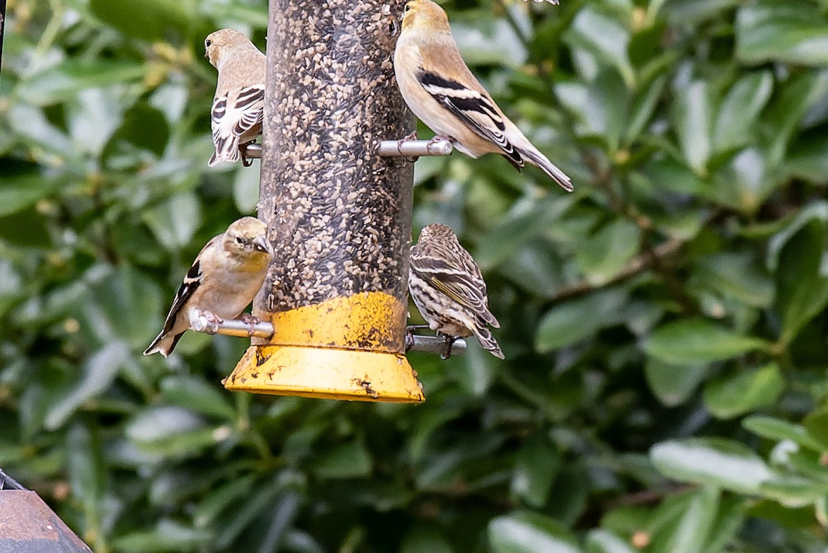 Pine Siskin - ML520701321