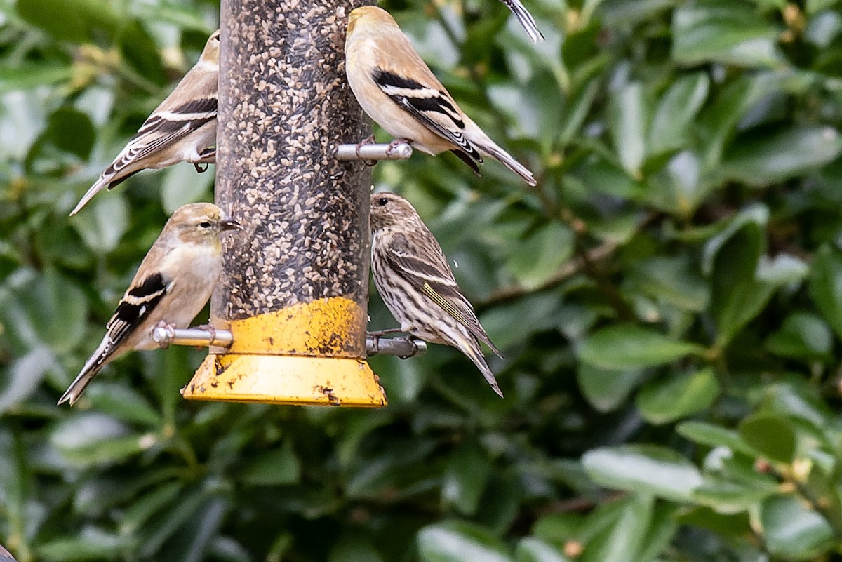 Pine Siskin - ML520701331