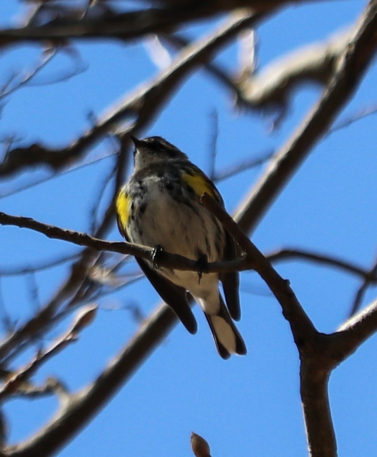 Yellow-rumped Warbler (Myrtle) - ML52070181