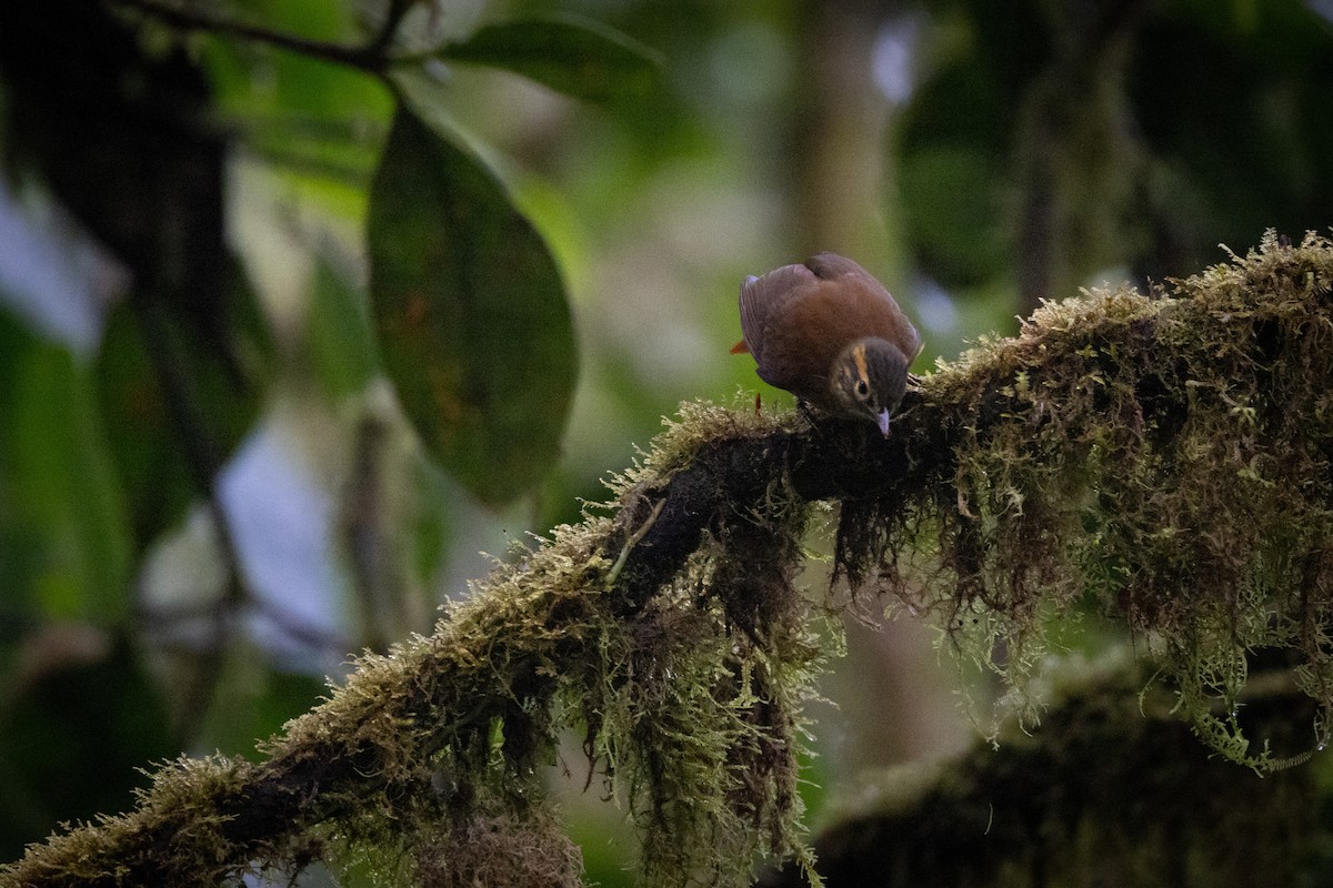 Scaly-throated Foliage-gleaner - ML520704771