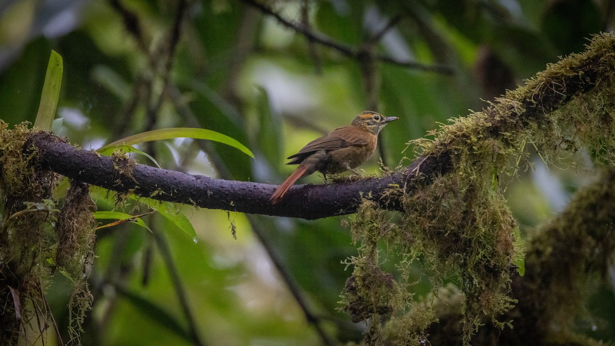 Scaly-throated Foliage-gleaner - ML520704781