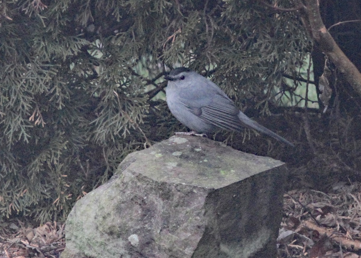 Pájaro Gato Gris - ML520704981