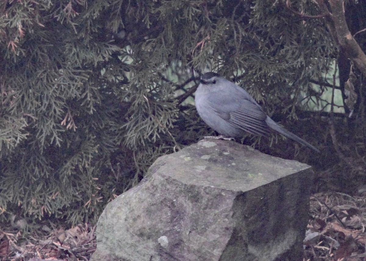 Gray Catbird - ML520705001