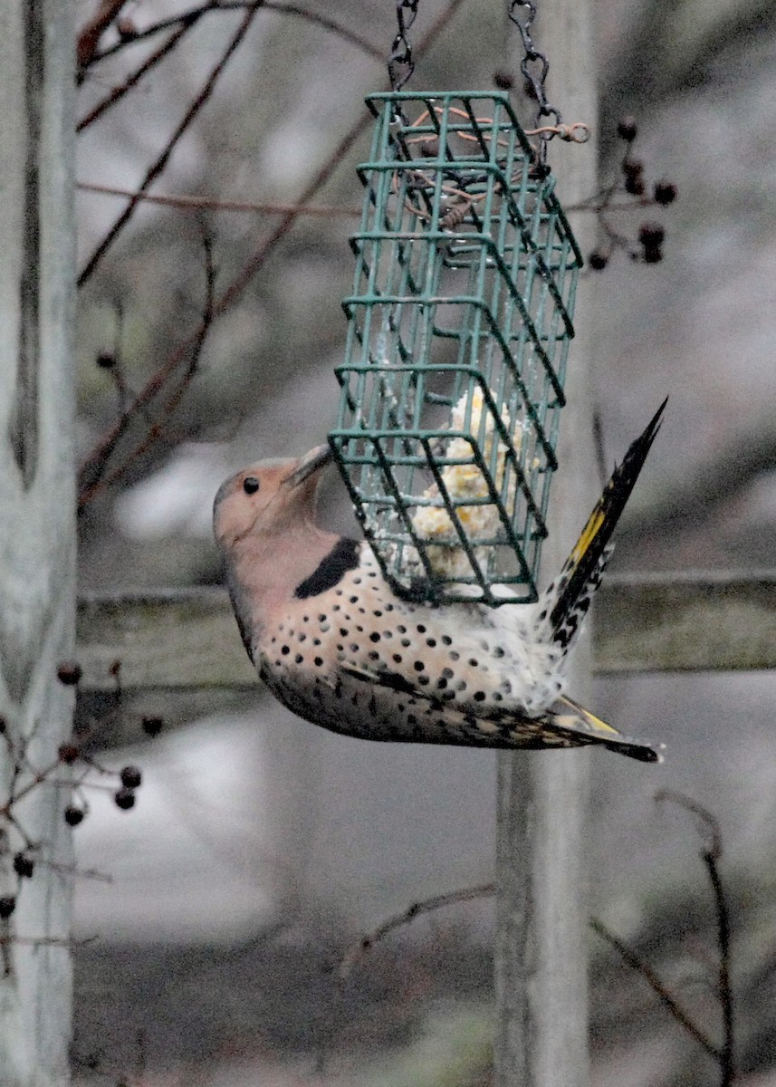 Northern Flicker - ML520705501