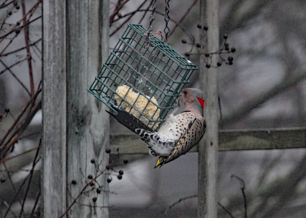 Northern Flicker - Anonymous