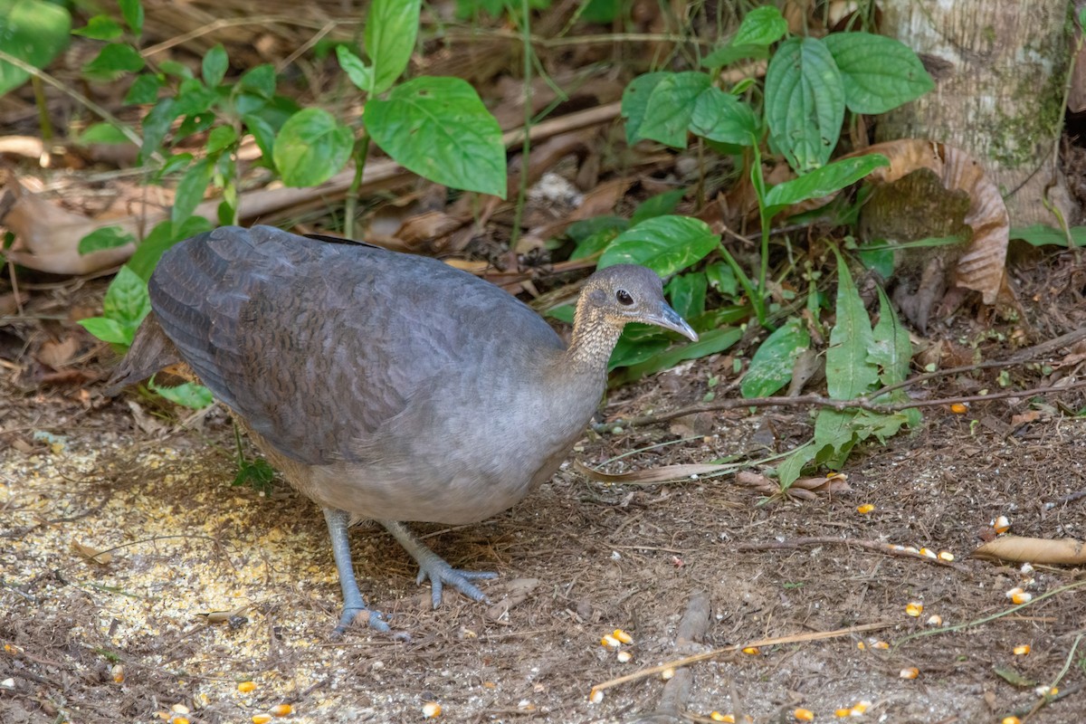 Solitary Tinamou - Marcos Eugênio Birding Guide