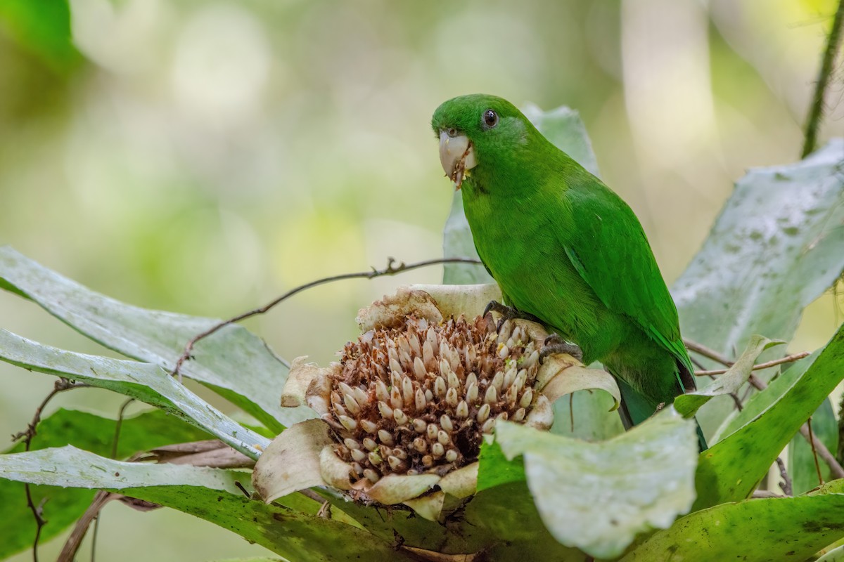 Blue-bellied Parrot - ML520706691