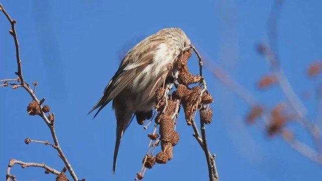 Common Redpoll - ML520707011