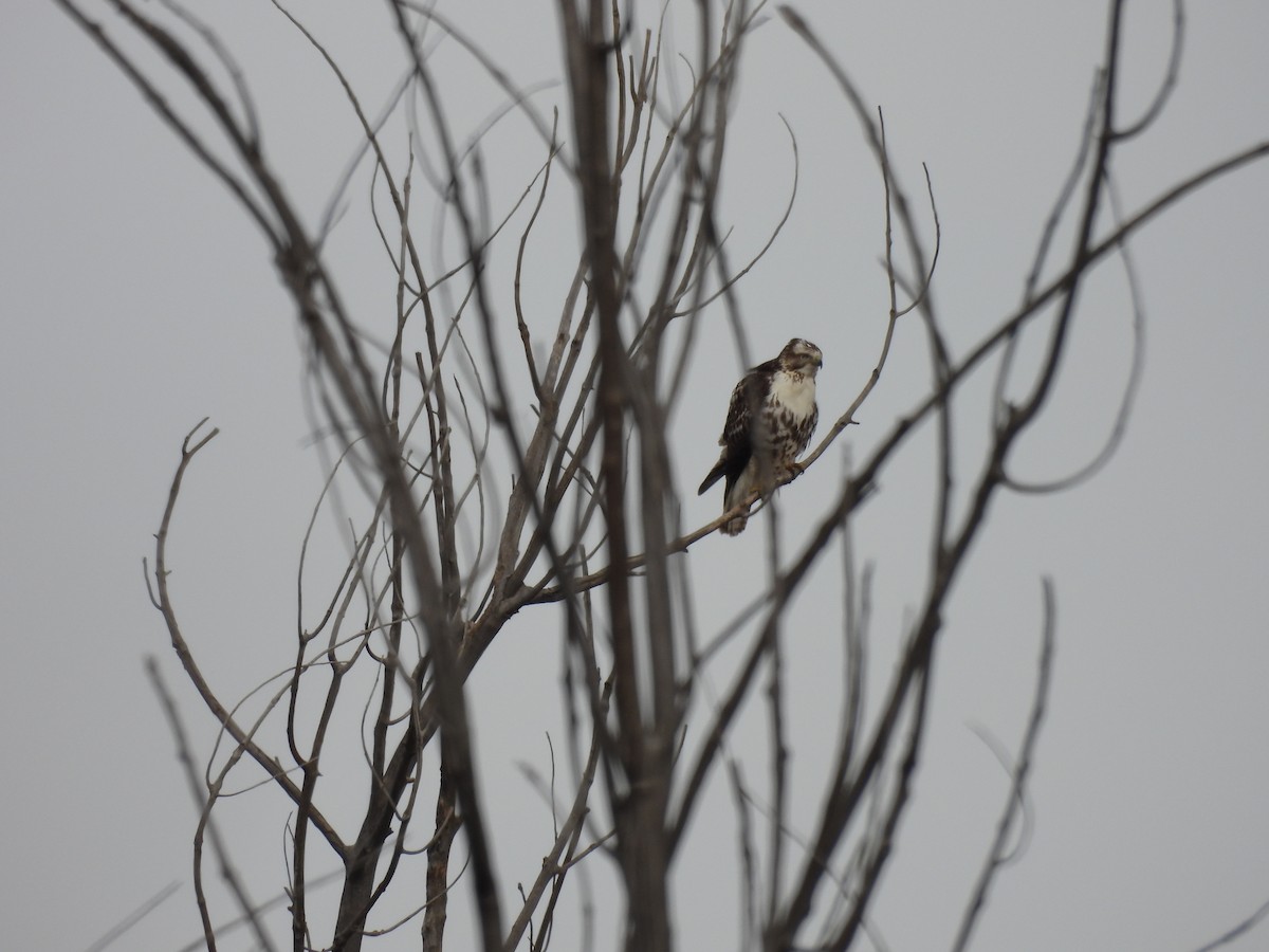 Red-tailed Hawk - ML520707341