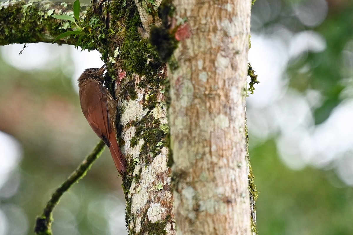 Cocoa Woodcreeper - Marie O'Neill