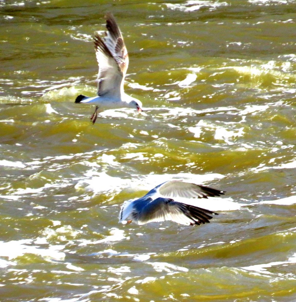 Ring-billed Gull - ML520708921