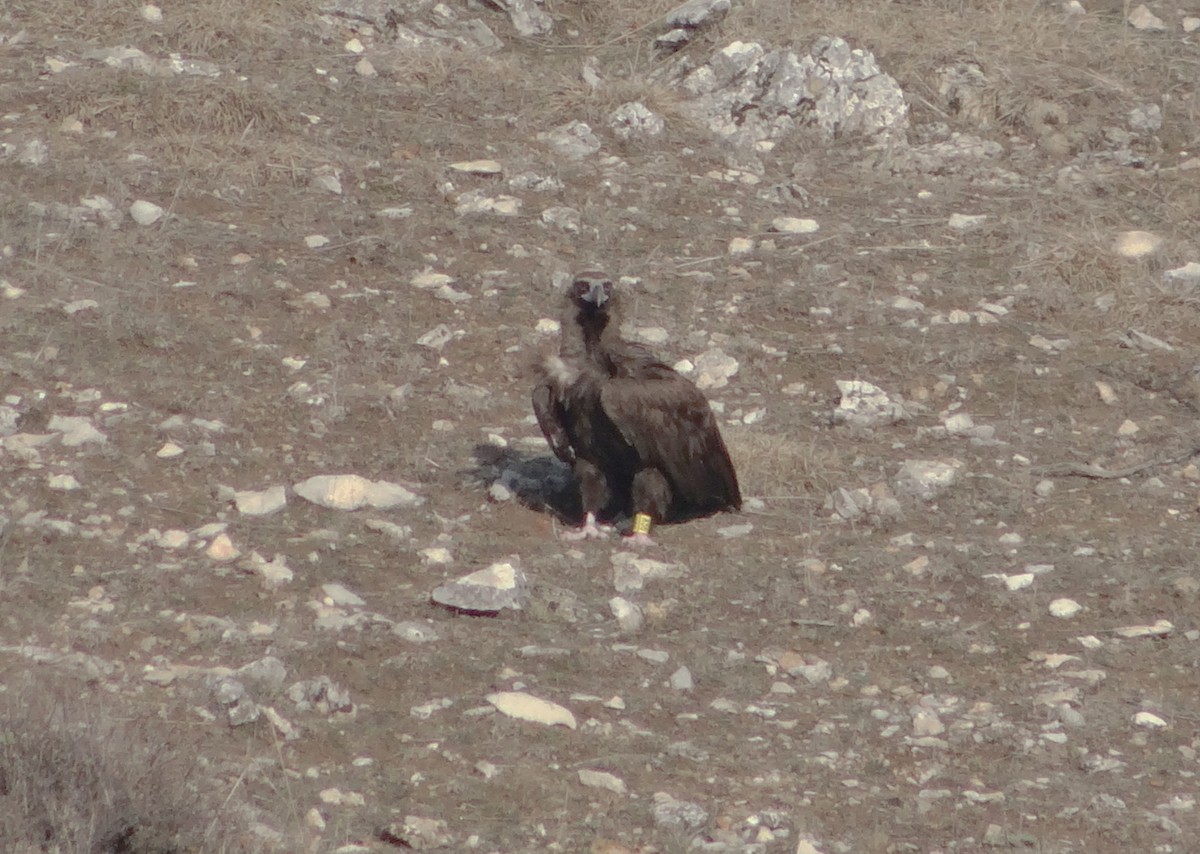 Cinereous Vulture - Zdenek  Hyl