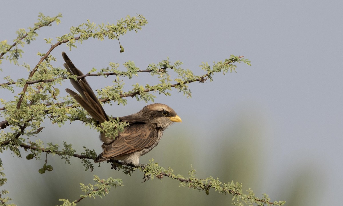 Yellow-billed Shrike - Ben Loehnen