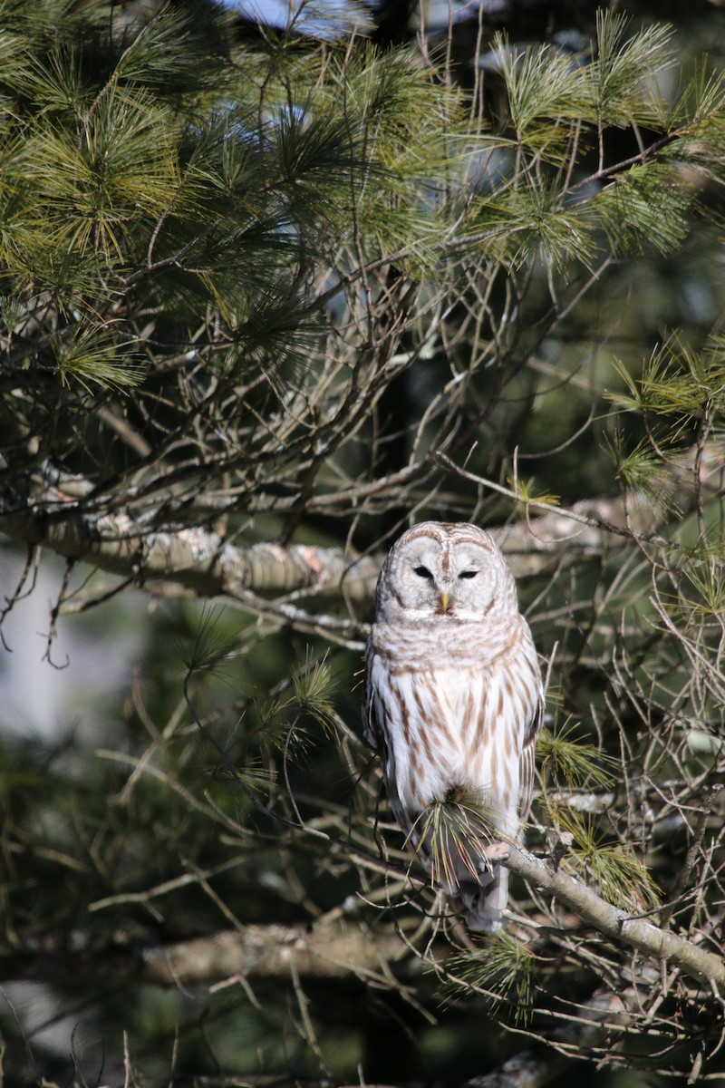 Barred Owl - Christine Brackett