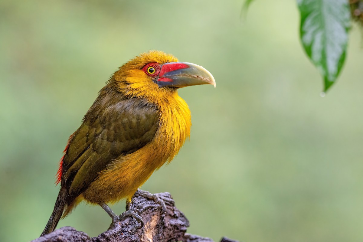 Saffron Toucanet - Marcos Eugênio Birding Guide