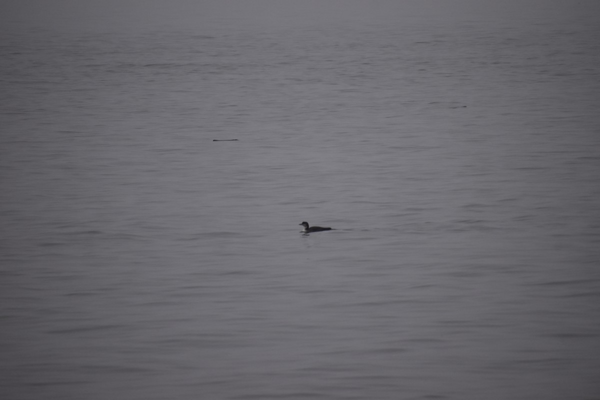 Common Loon - ML520711971