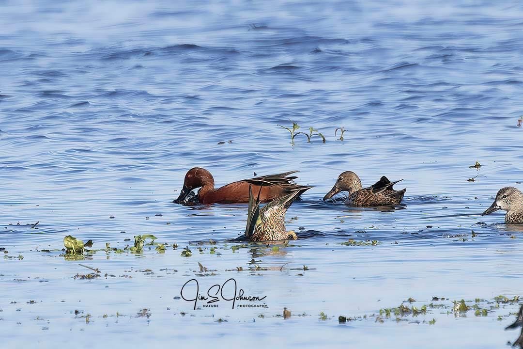 Cinnamon Teal - ML520712421