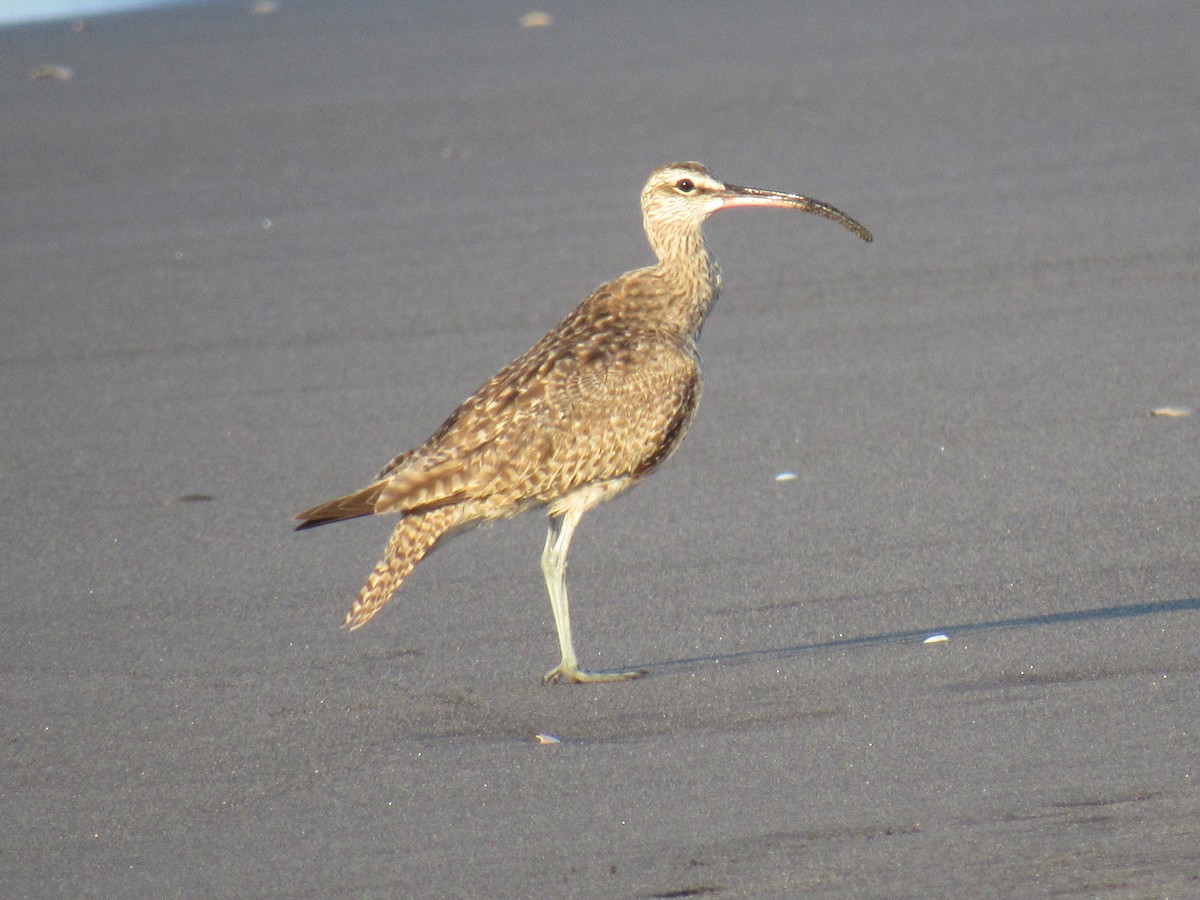 Whimbrel - Andres Tzunún