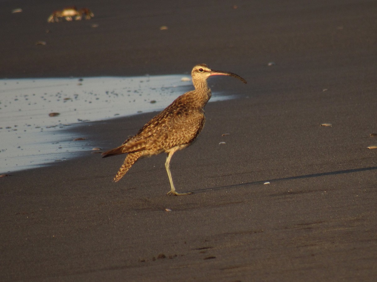 Whimbrel - ML520713081