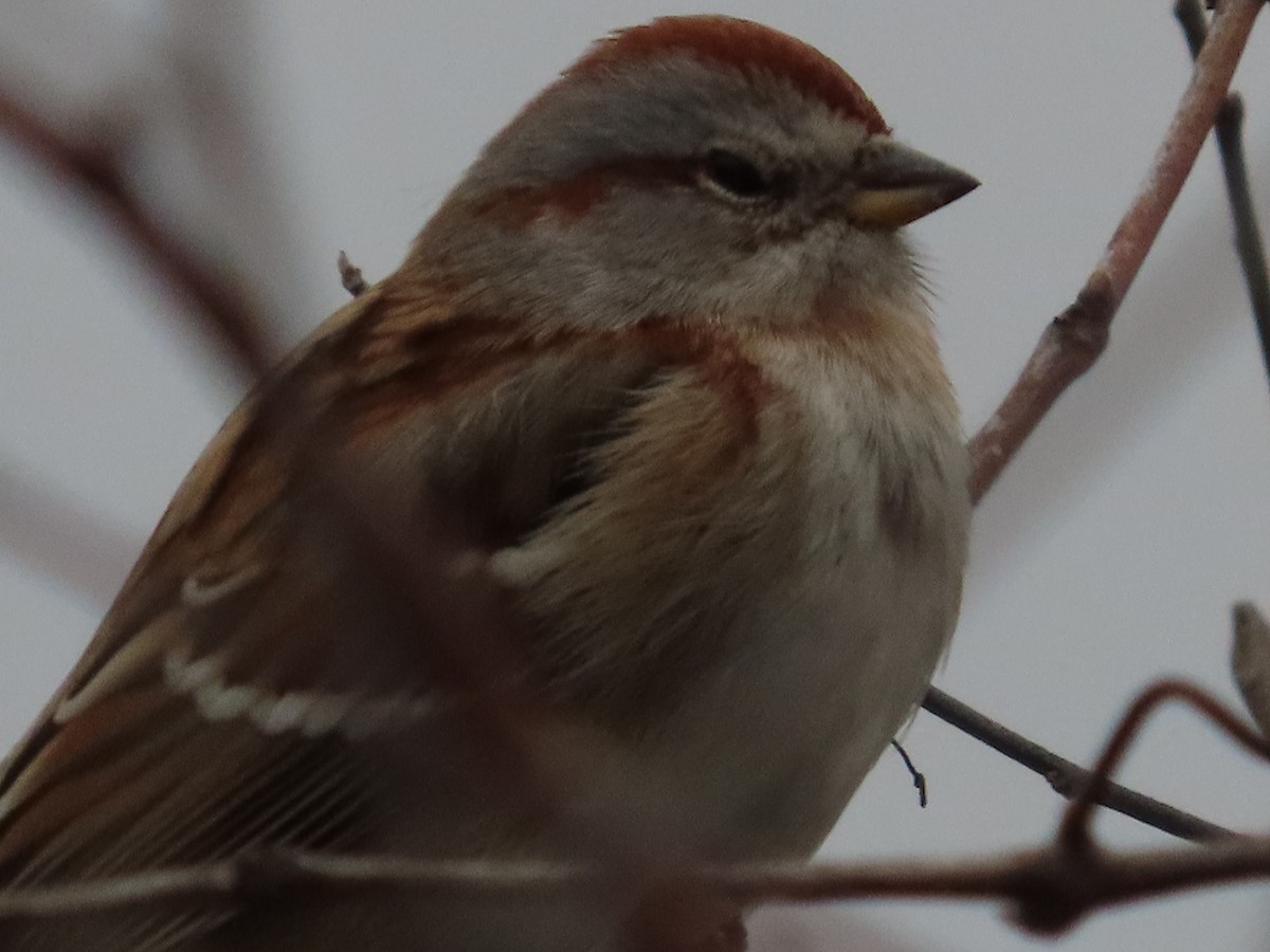 American Tree Sparrow - ML520713291
