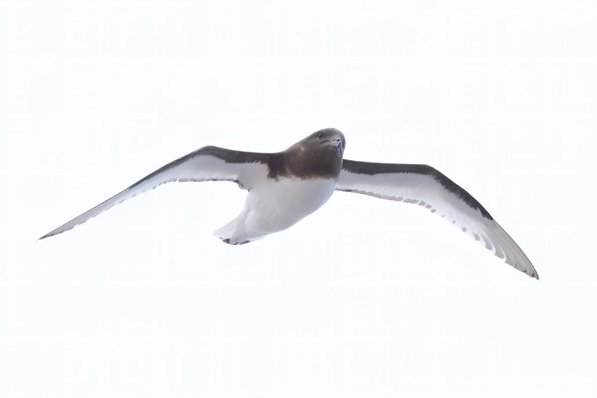 Antarctic Petrel - Jörg Hanoldt