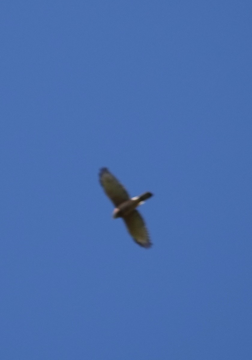 Brown Goshawk - ML520714061