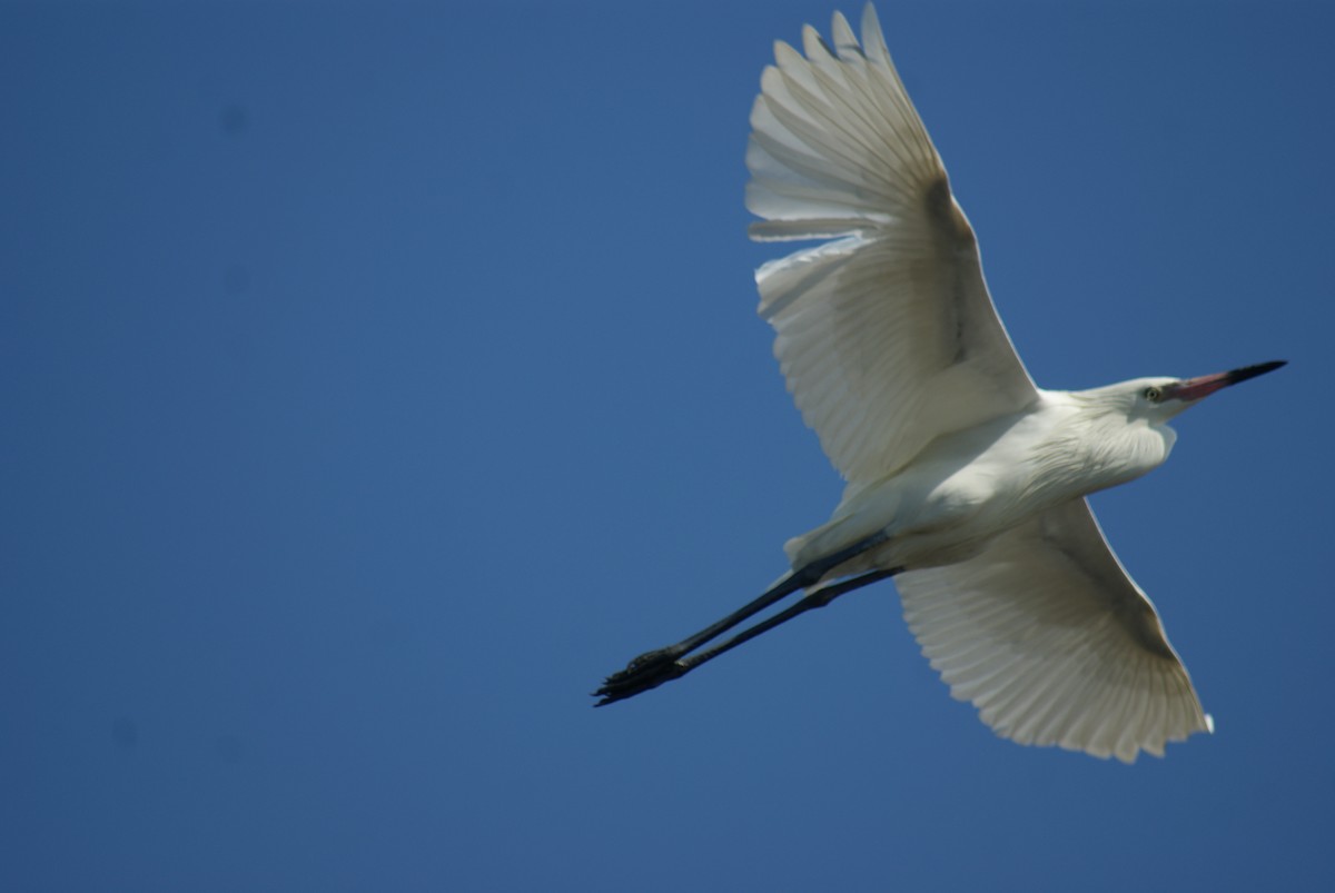 Reddish Egret - Nestor Herrera