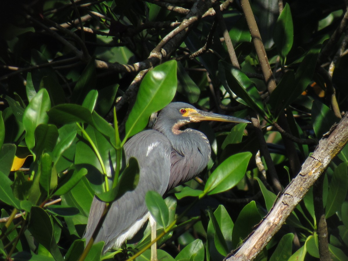 Tricolored Heron - ML520715131