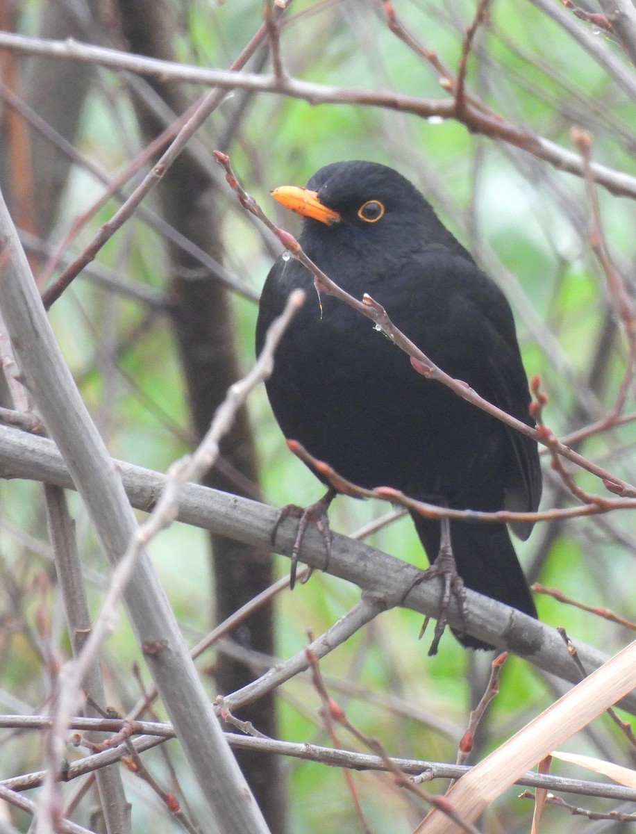 Amsel - ML520715711